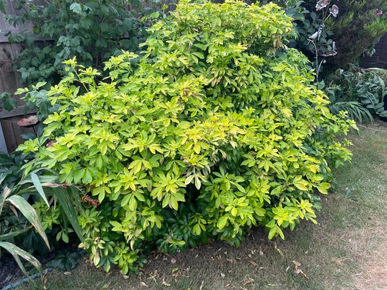 Choisya ternata ‘Sundance’ – Mexican orange blossom shrub tree plant