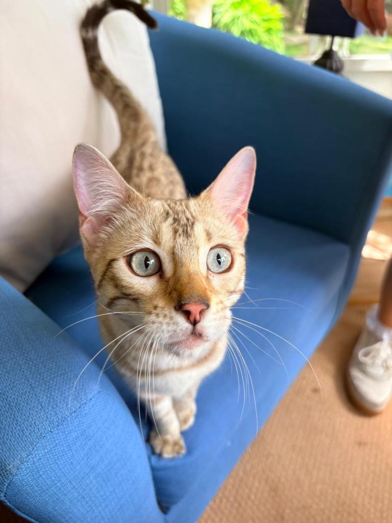 Stunning snow BENGAL kitten 