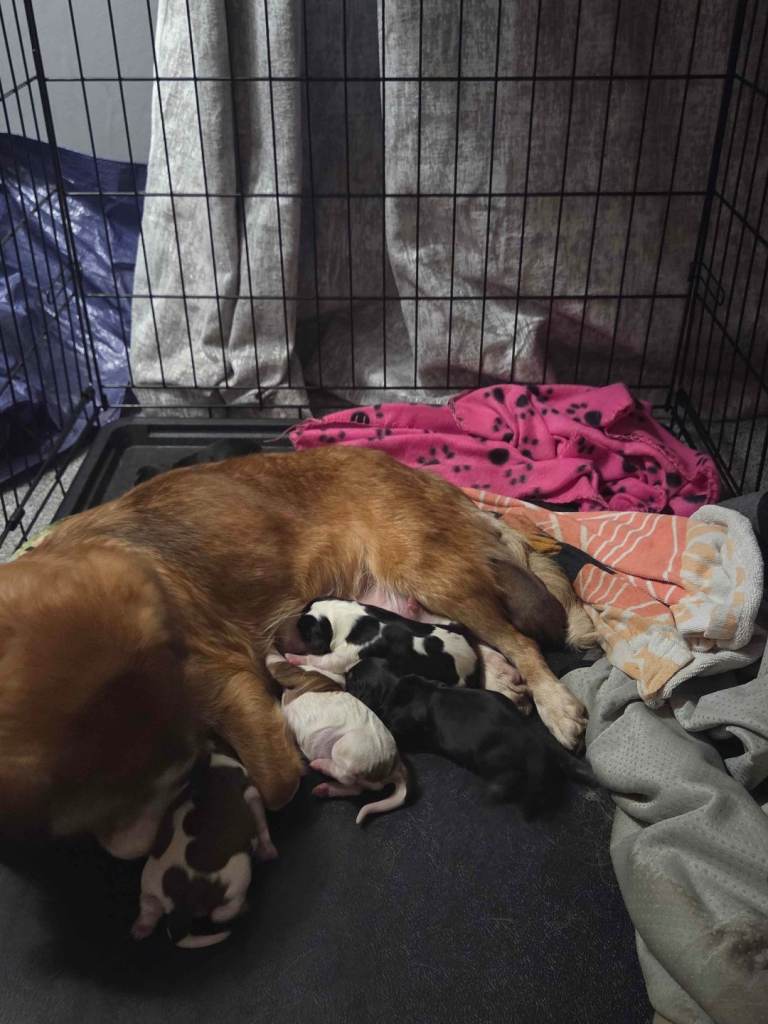 Cavalier king charles x corgi pups