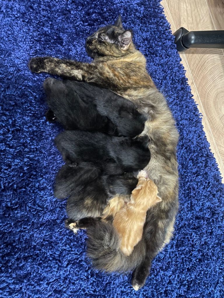 For sale mixed litter of kittens 