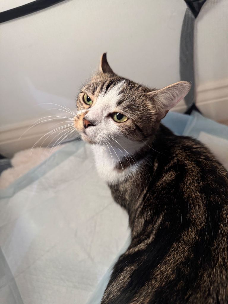  🐾 Well-Socialised, Healthy Cat