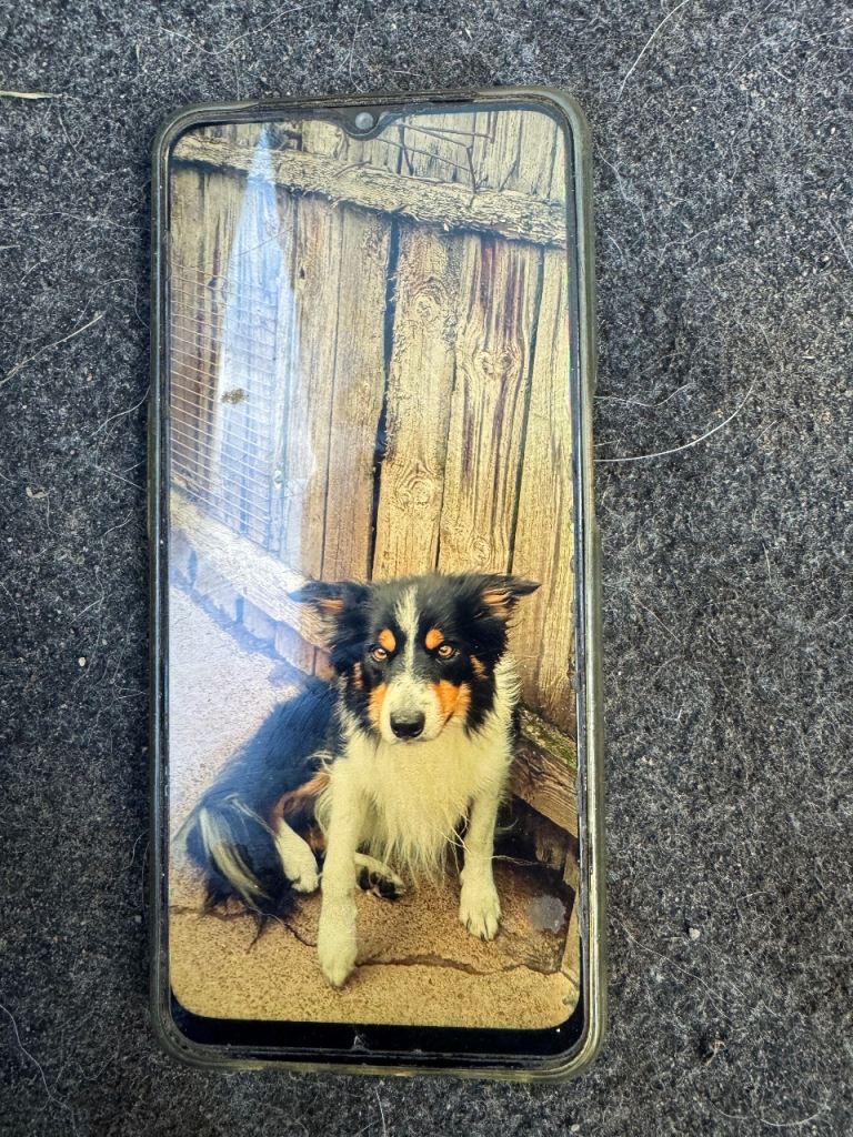 border collies Puppies for sale 