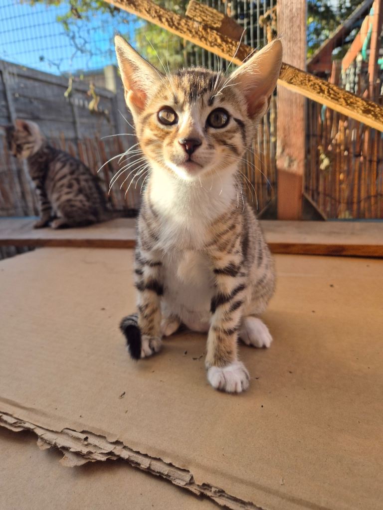 Bengal Tabby Kittens Males