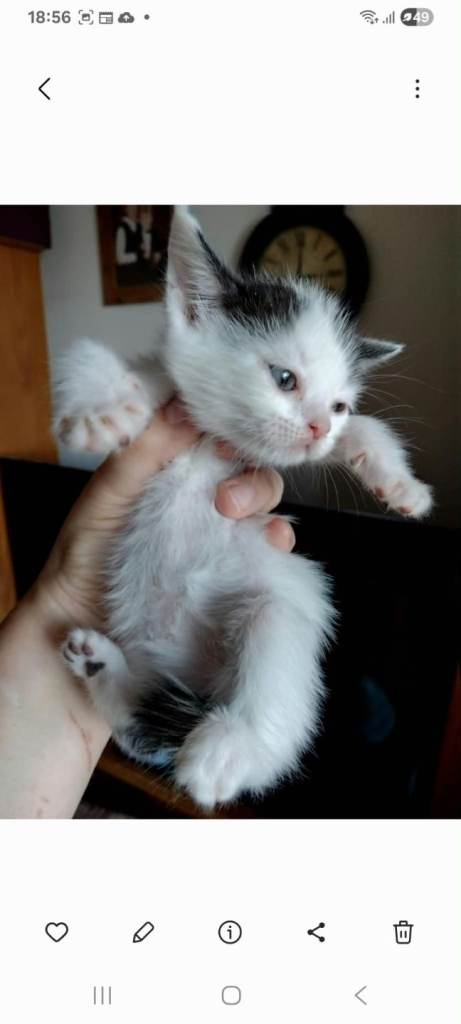 Persian kittens 