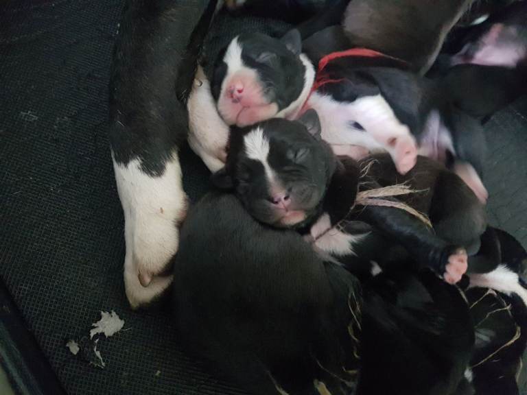 Staffordshire Puppies