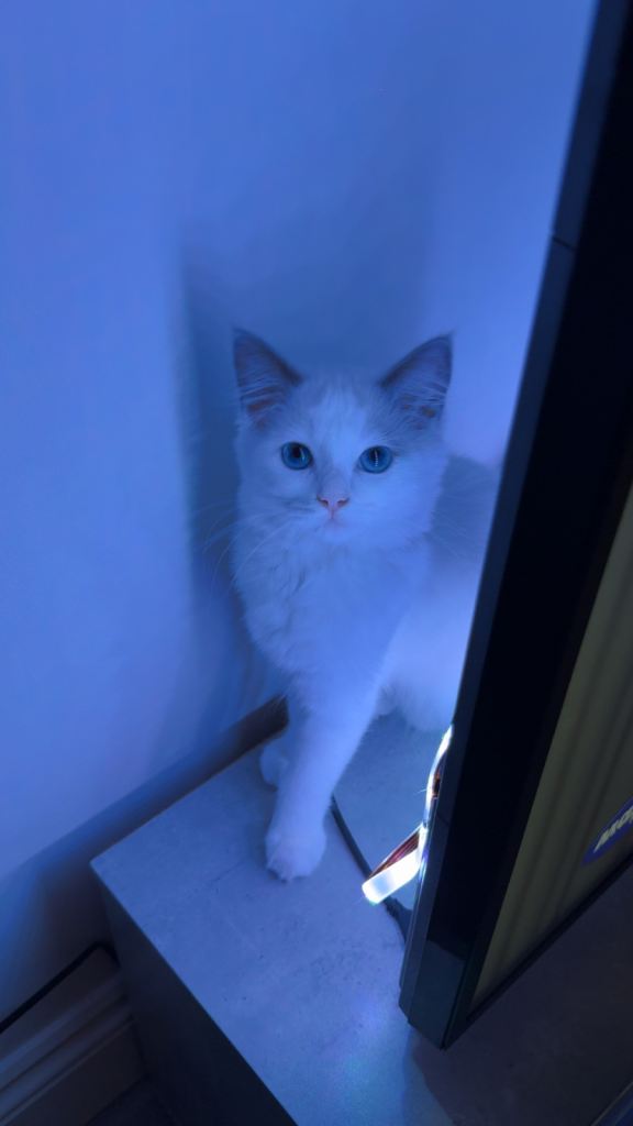 Beautiful Female Ragdoll Kitten – Ready for Her Forever Home