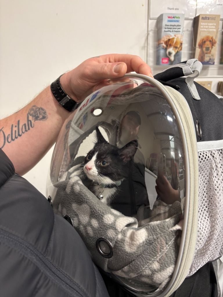 Black and white female kitten 