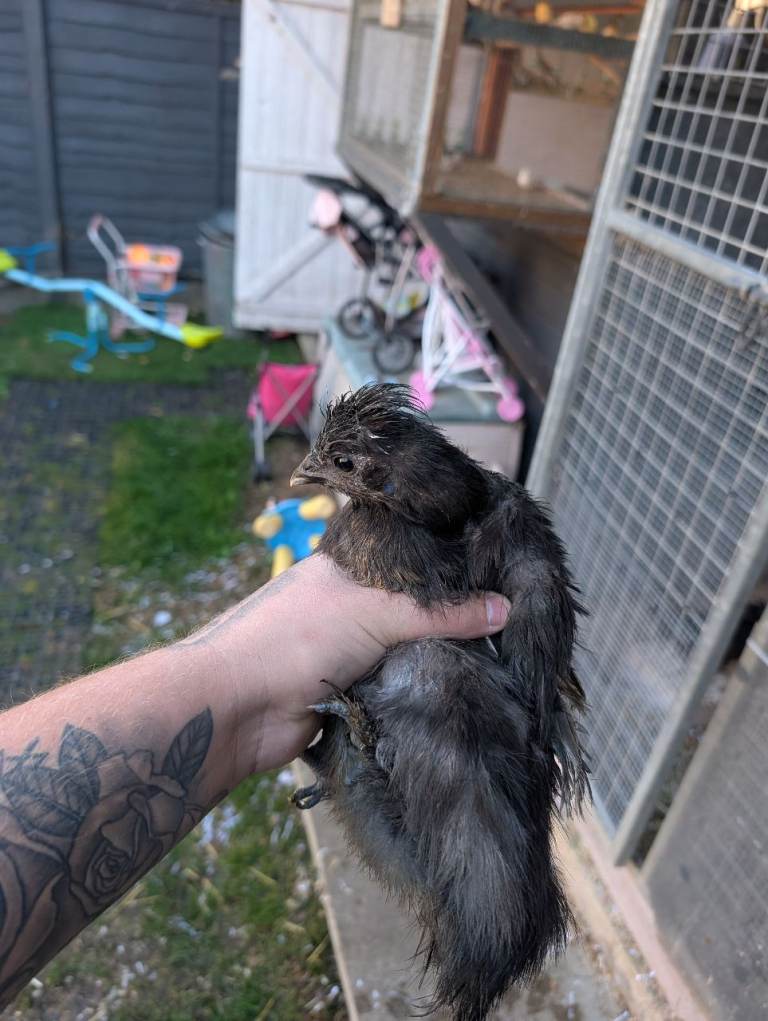 4 chicken Silkies and Silkie cross 
