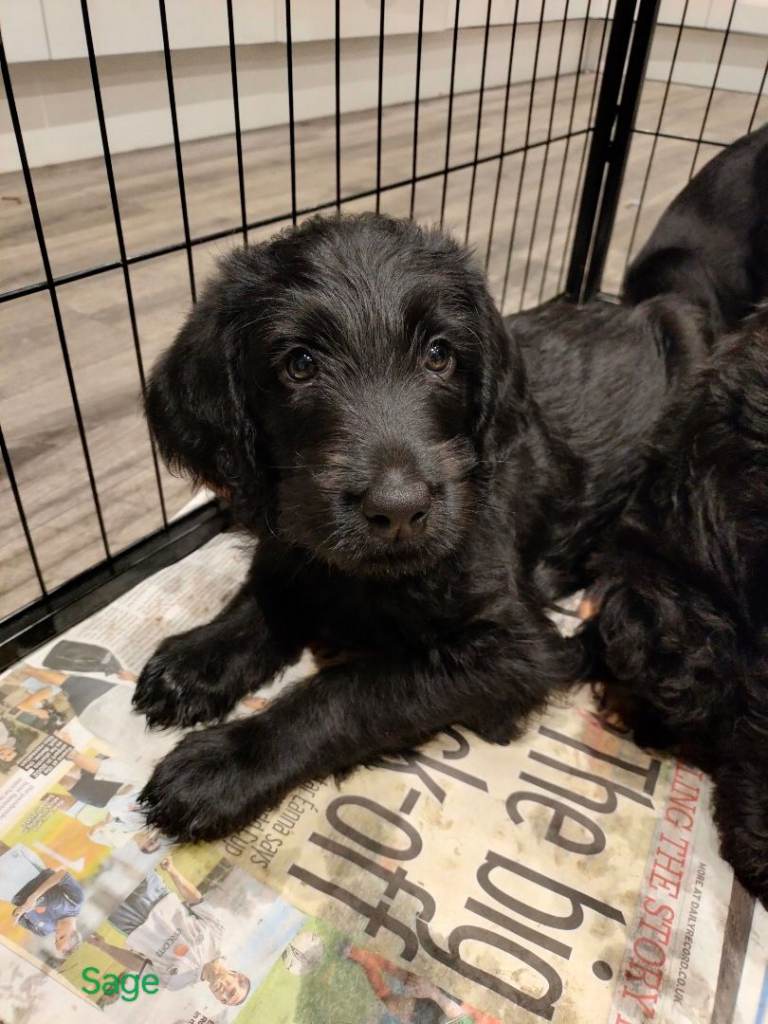 F1 Standard Labradoodle Puppies 