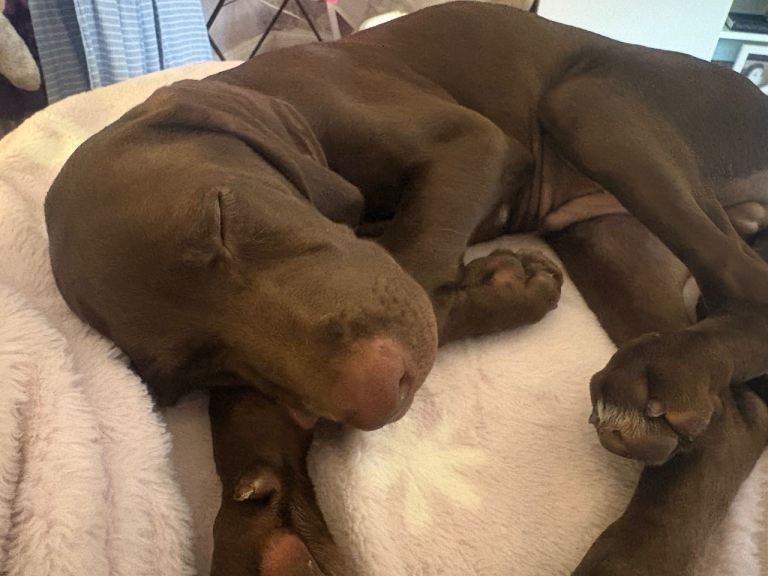 weimaraner