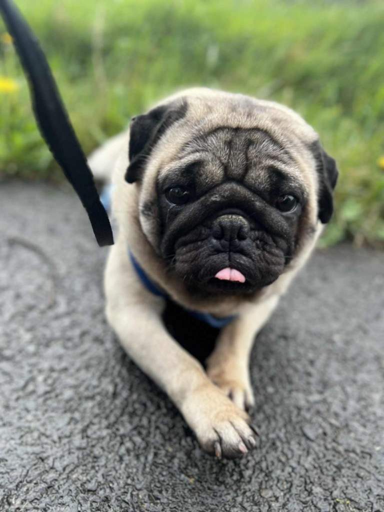 Pug Looking for a Loving New Home
