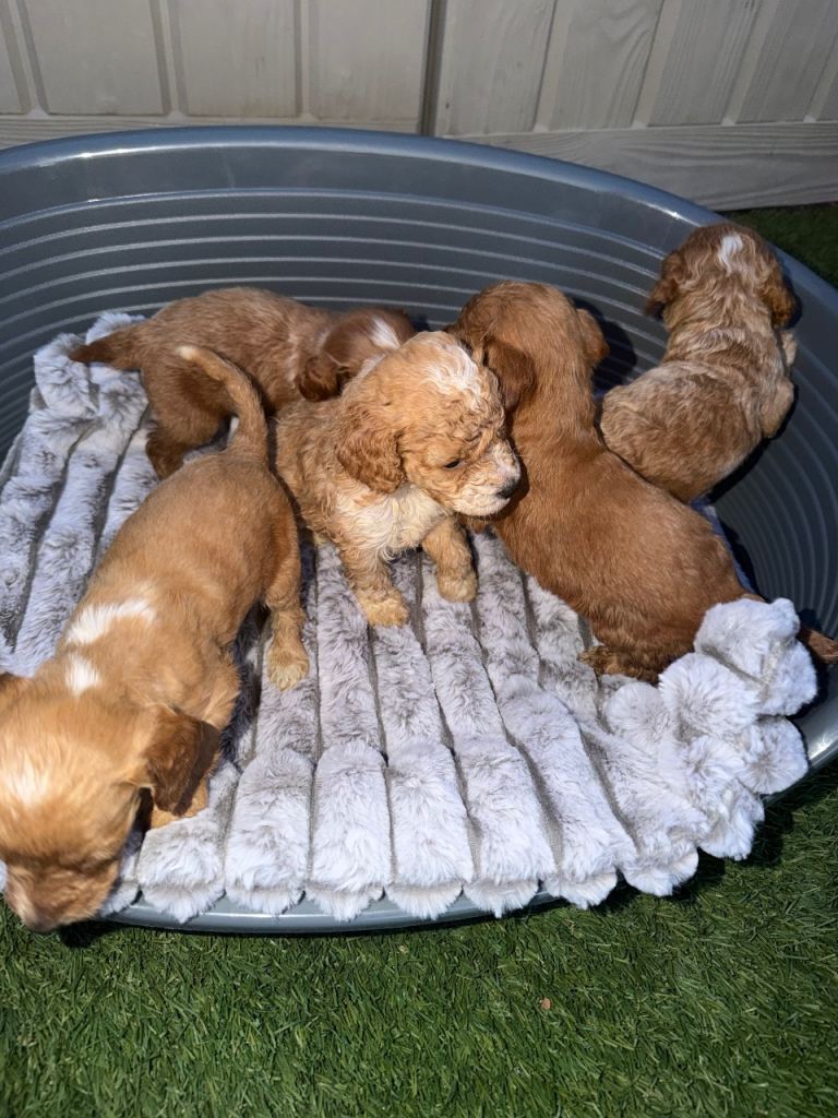 F1 kc registered cockapoo