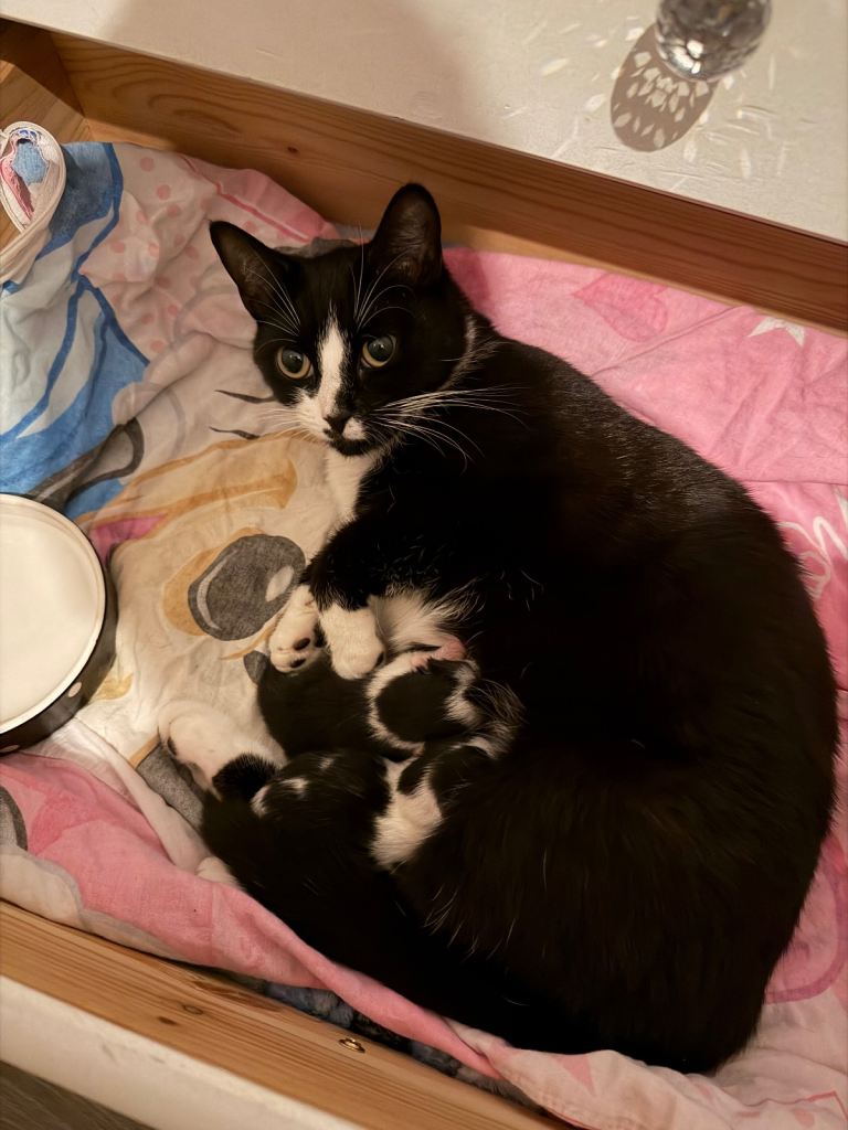 Black and white male kitten 