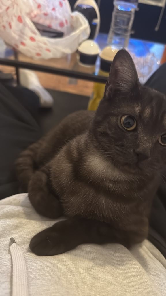 Selling my shorthairs