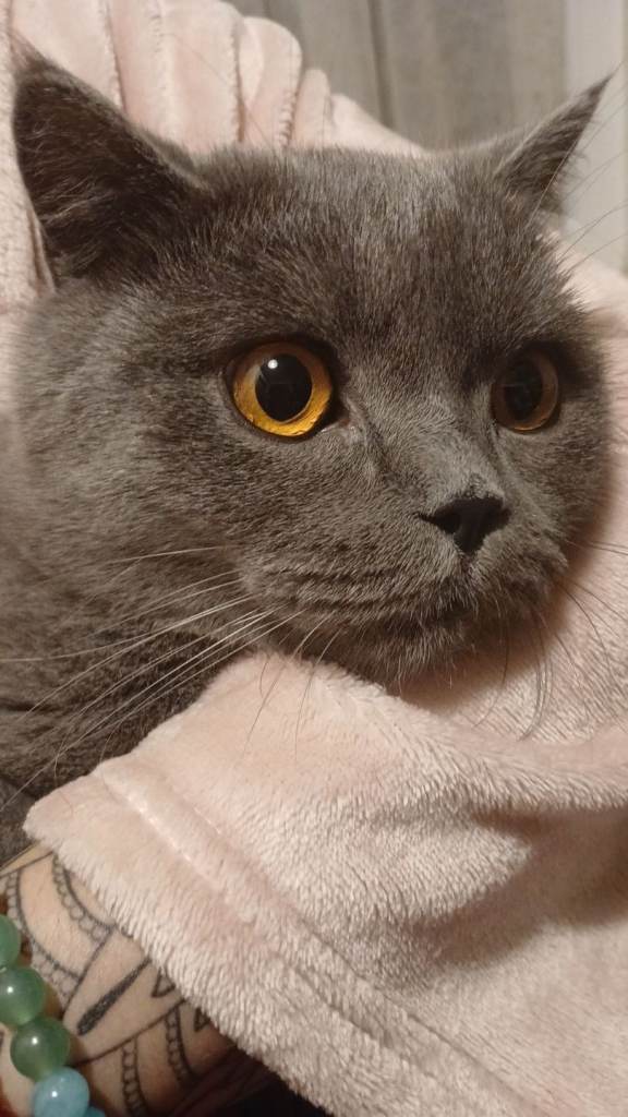 British shorthair male ( no time wasters please )