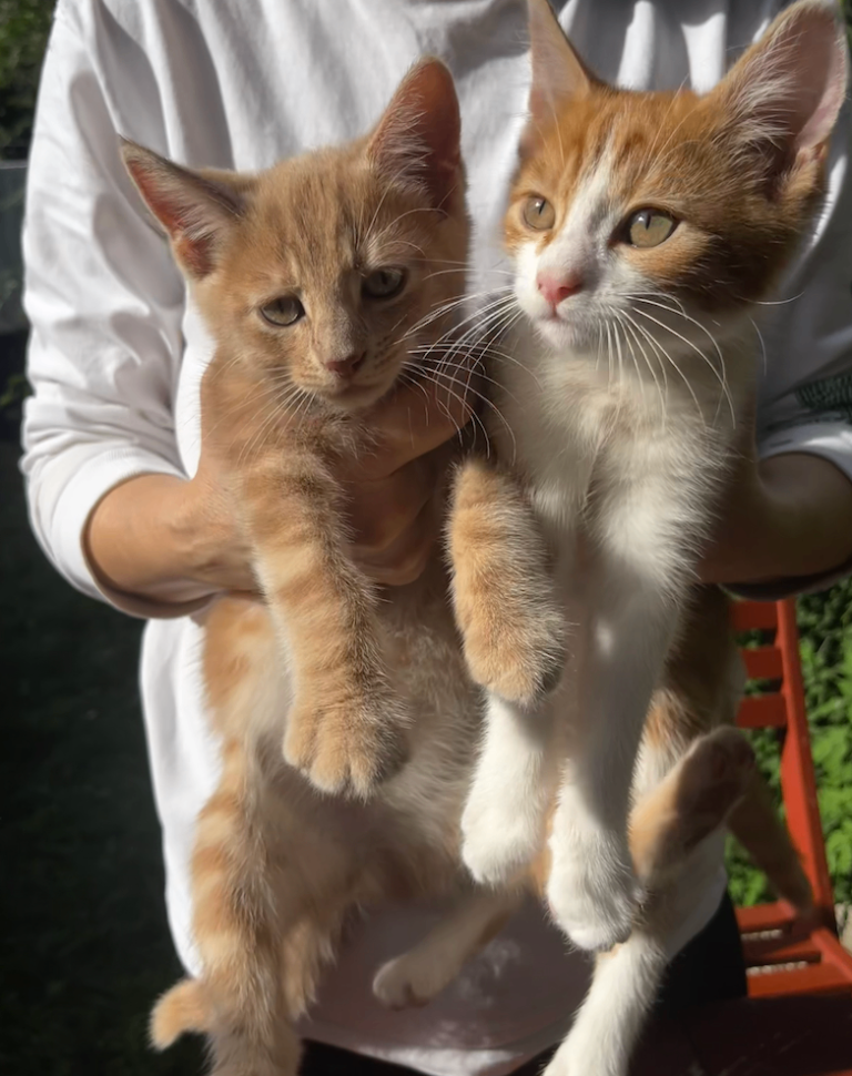 Two Loving Ginger & Cream Sister Kittens Looking for a Home Together