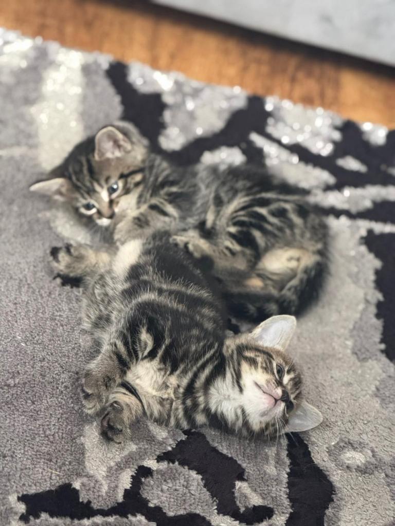 Kitten for sale 
