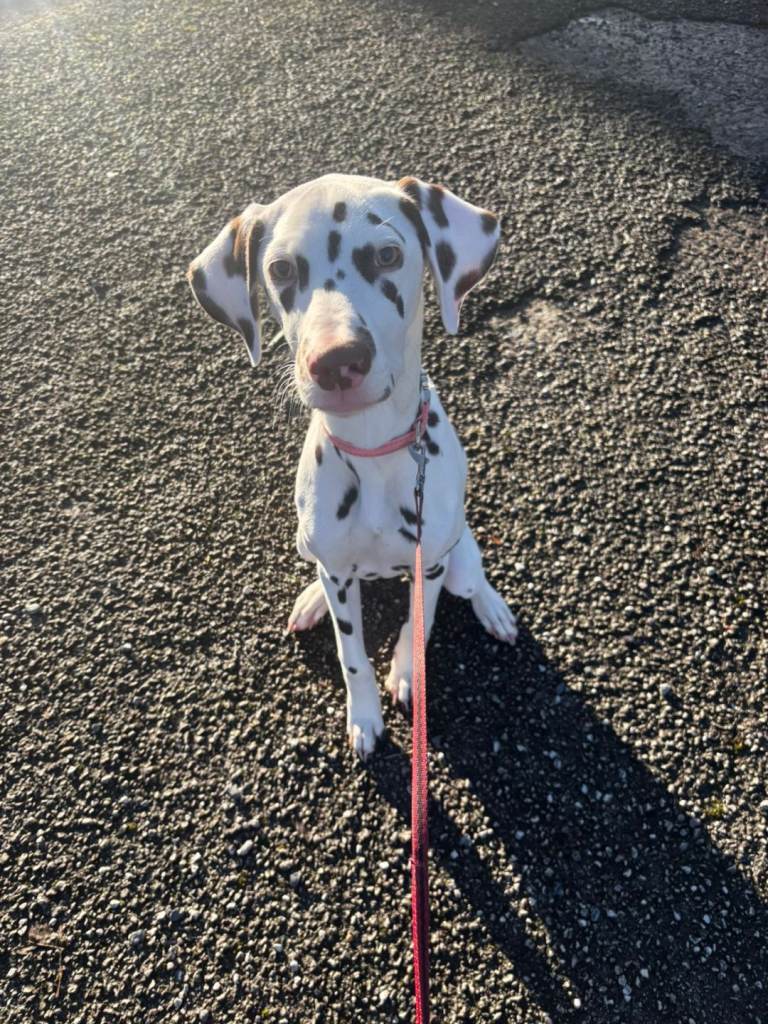 Leather spot dalmatian 