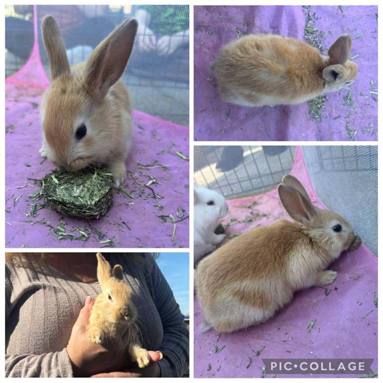 4 x Baby rabbits (3 boys, 1 girl) Price is per pair