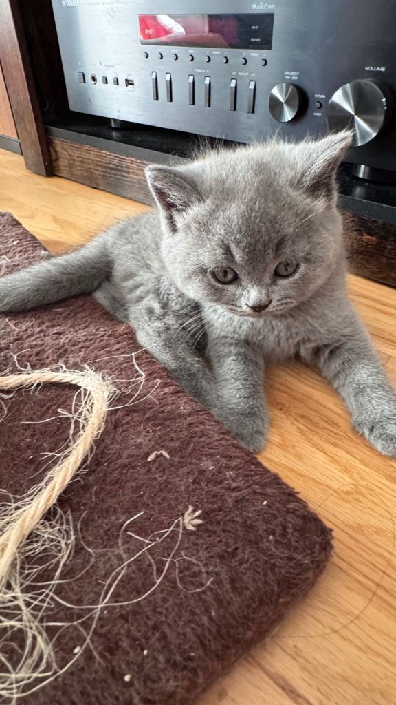 Beautiful British Shorthair Kittens – 3 Girls & 1 Boy Available
