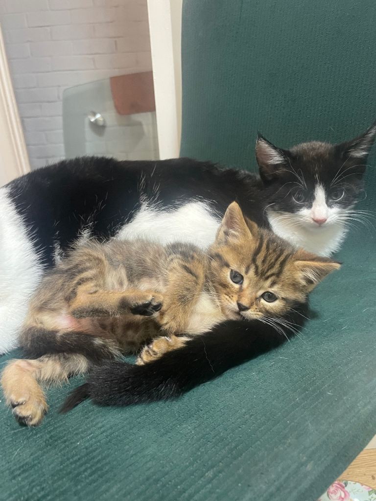 4 beautiful kittens for sale 