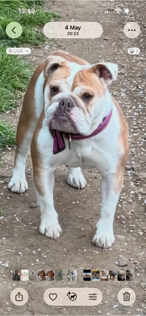 English bulldog 