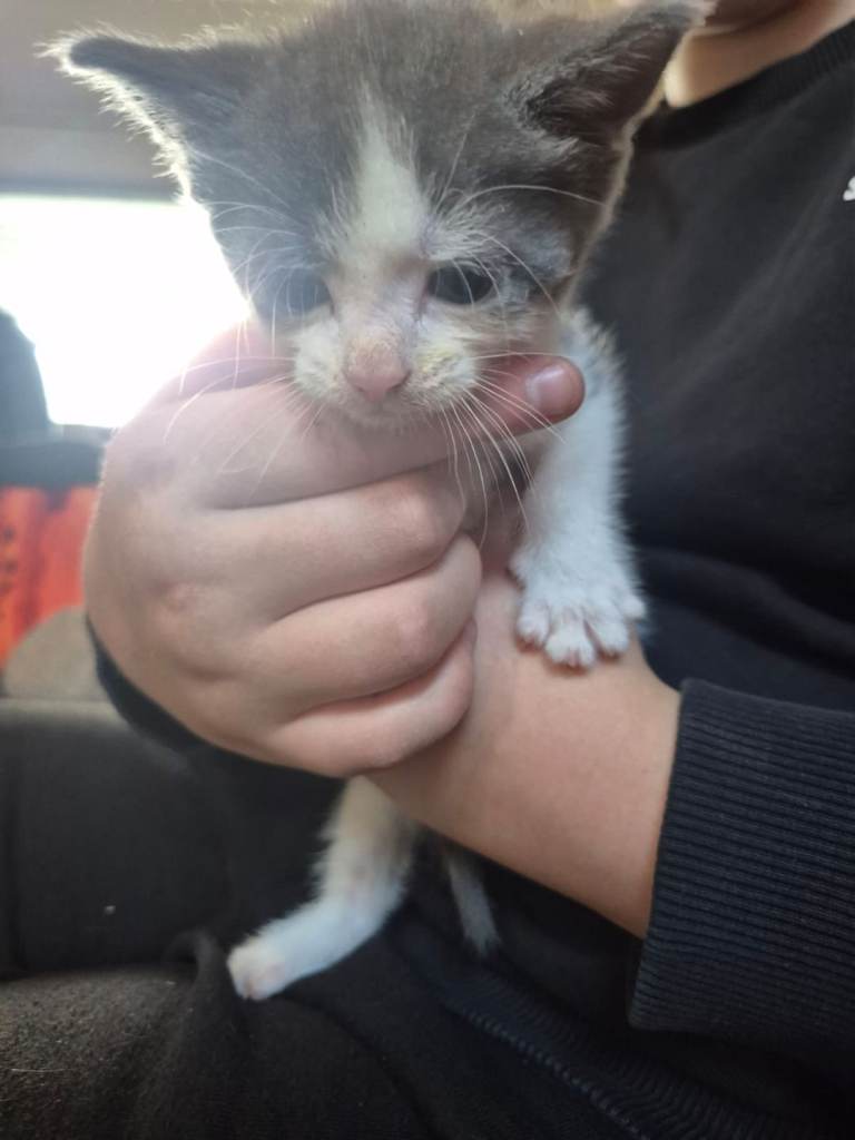 Kittens