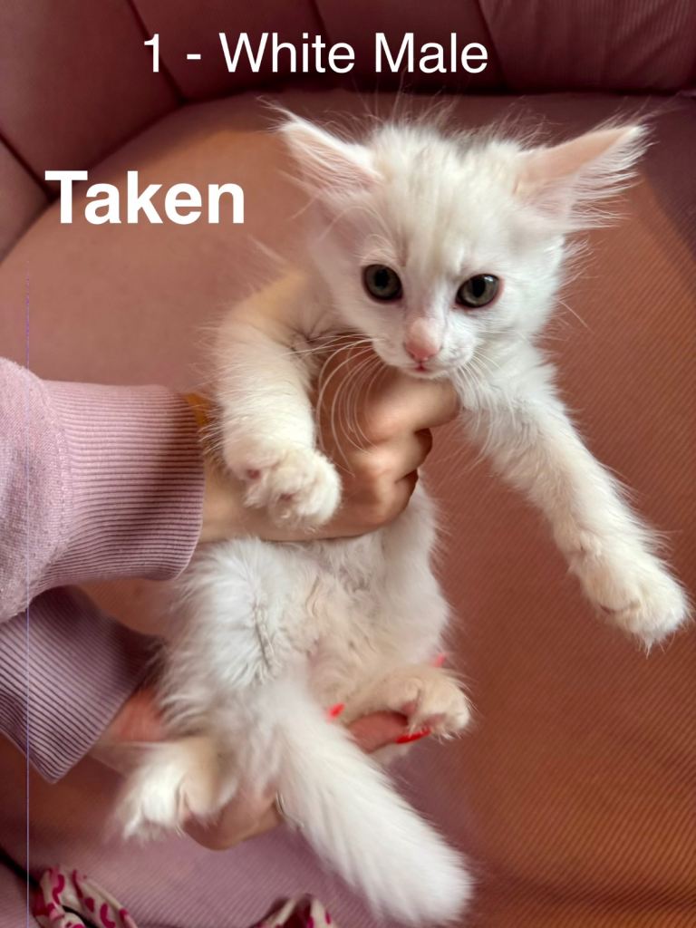 Black/White Kittens