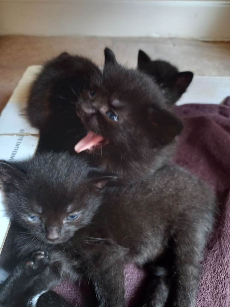 Lovely Black Kittens looking for loving forever home