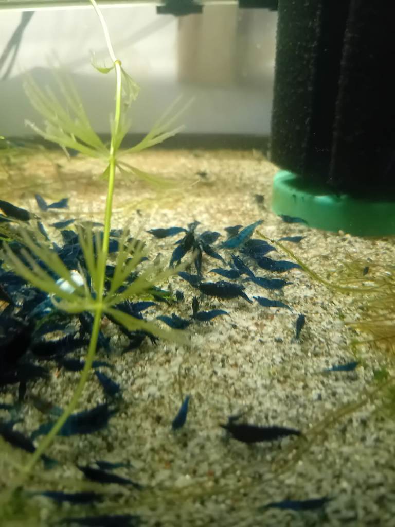 cherry shrimp ,endlers, guppys