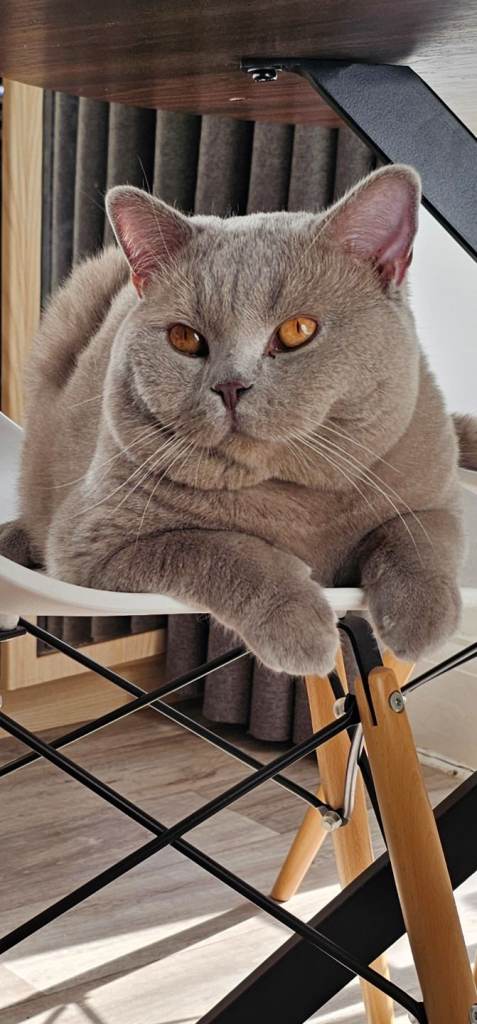 British Shorthair male 