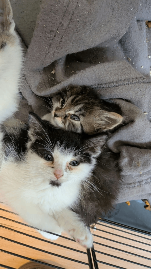 8 week old kittens 