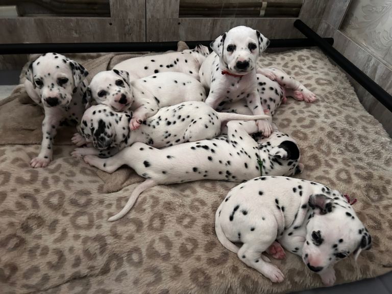 Dalmatian Puppies Looking For Their Forever homes