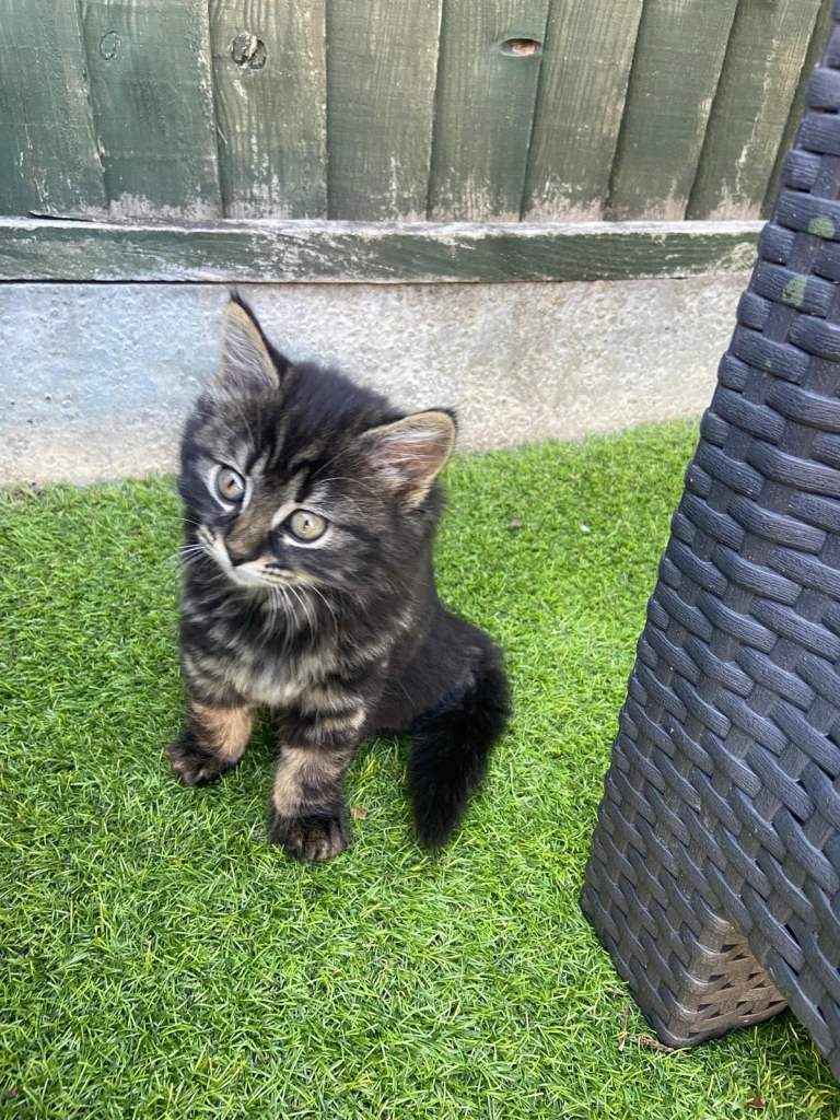 Gorgeous Kittens For Sale 