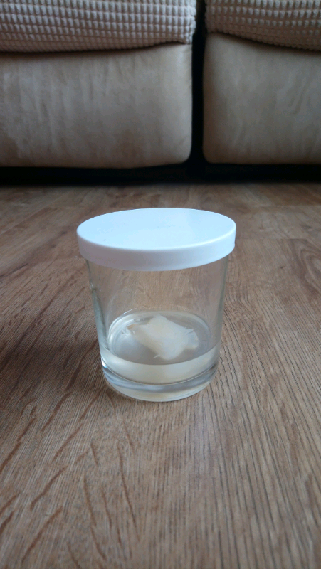 Organic kombucha scoby and starter