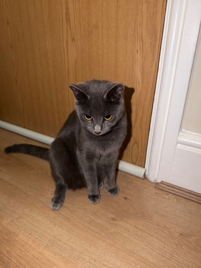 🐱 2 Beautiful 10-Month-Old Cats Looking for Loving Homes