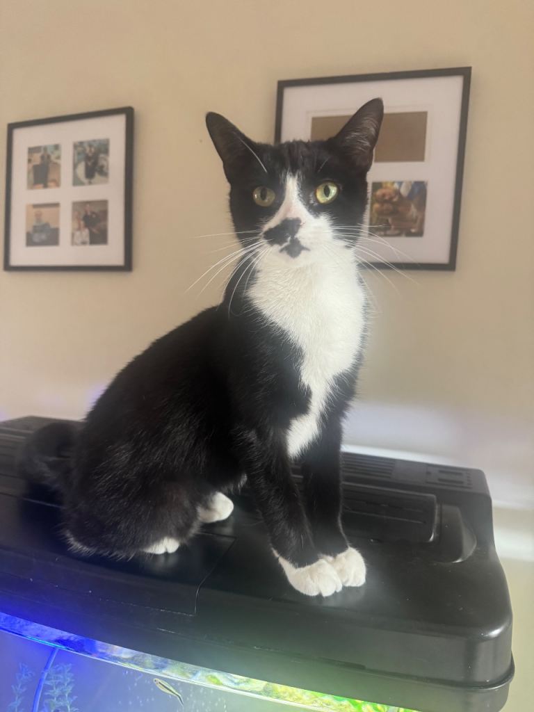 Two cats for rehoming 