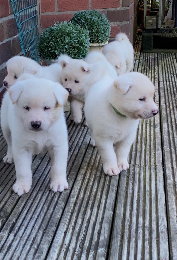 Japanese Akita Beautiful Chunky Puppies