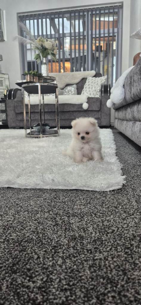 Pomeranian teddy face female 
