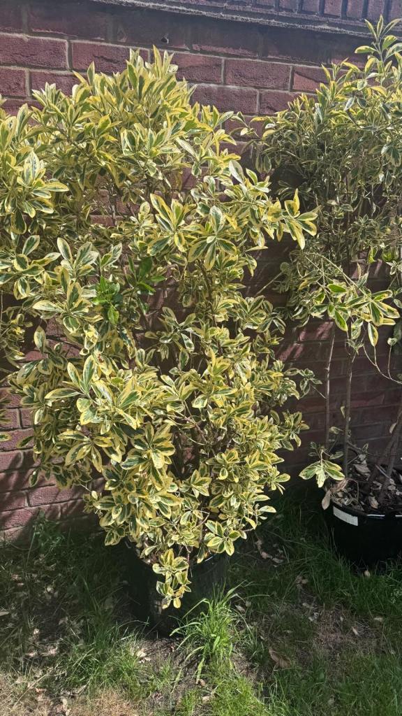 Evergreen plants 