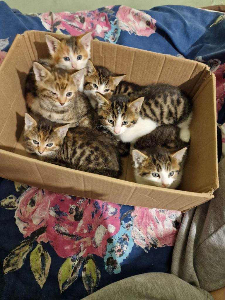 5 Beautiful kittens for Sale!!!! 