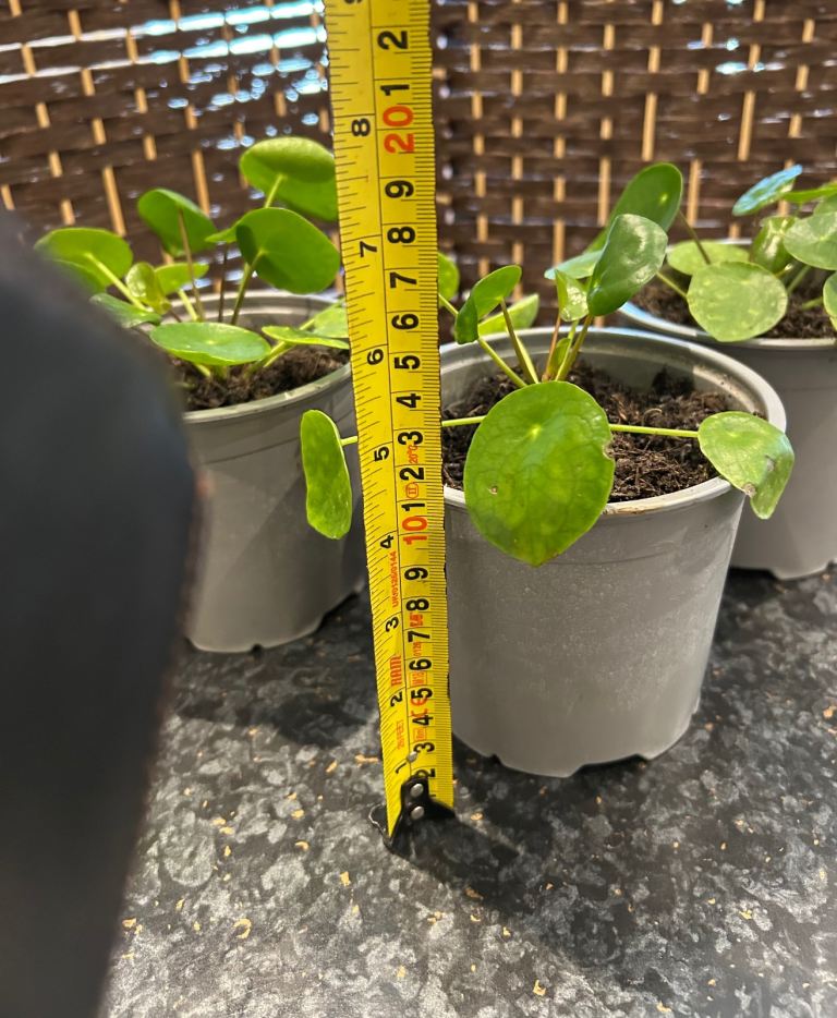 Chinese money plants (£3 each)