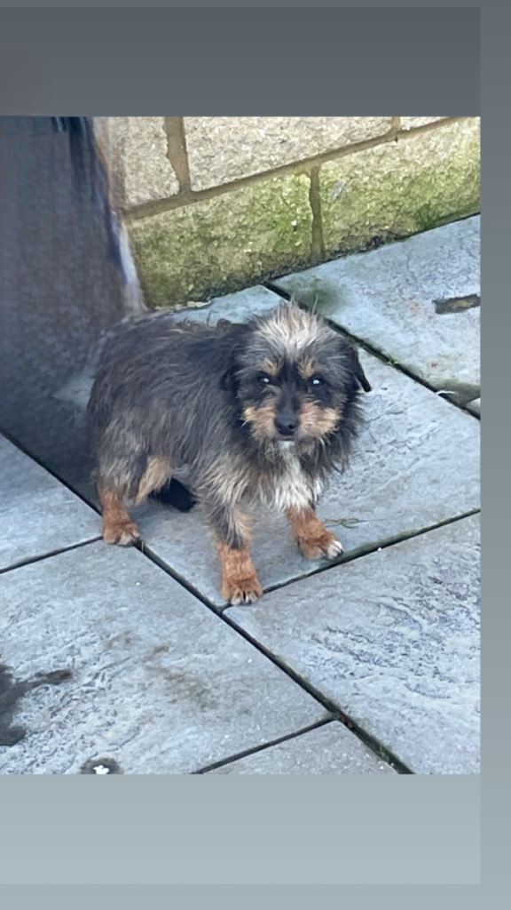 Jackeussel x yorkshire 