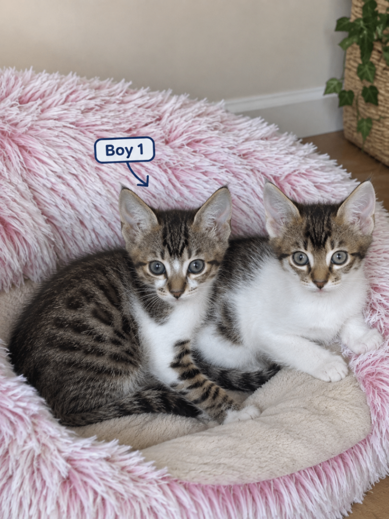 Bengal x Kittens 
