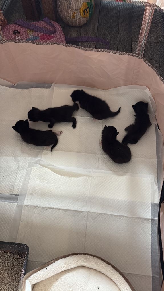 5 kittens