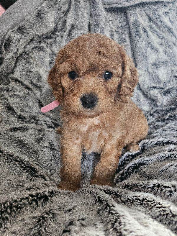 Cavapoo pups - 1 boy 3 girls