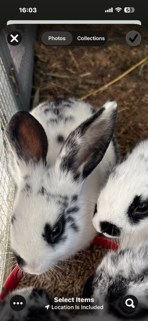 Mini lop baby rabbits (2 boys left)