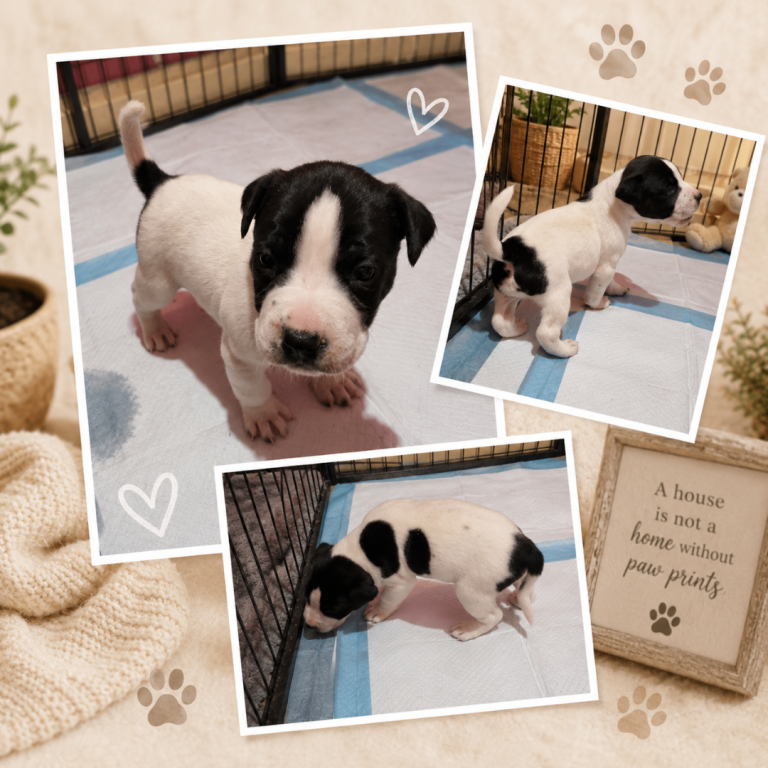 Staffordshire Bull Terrier Puppies 