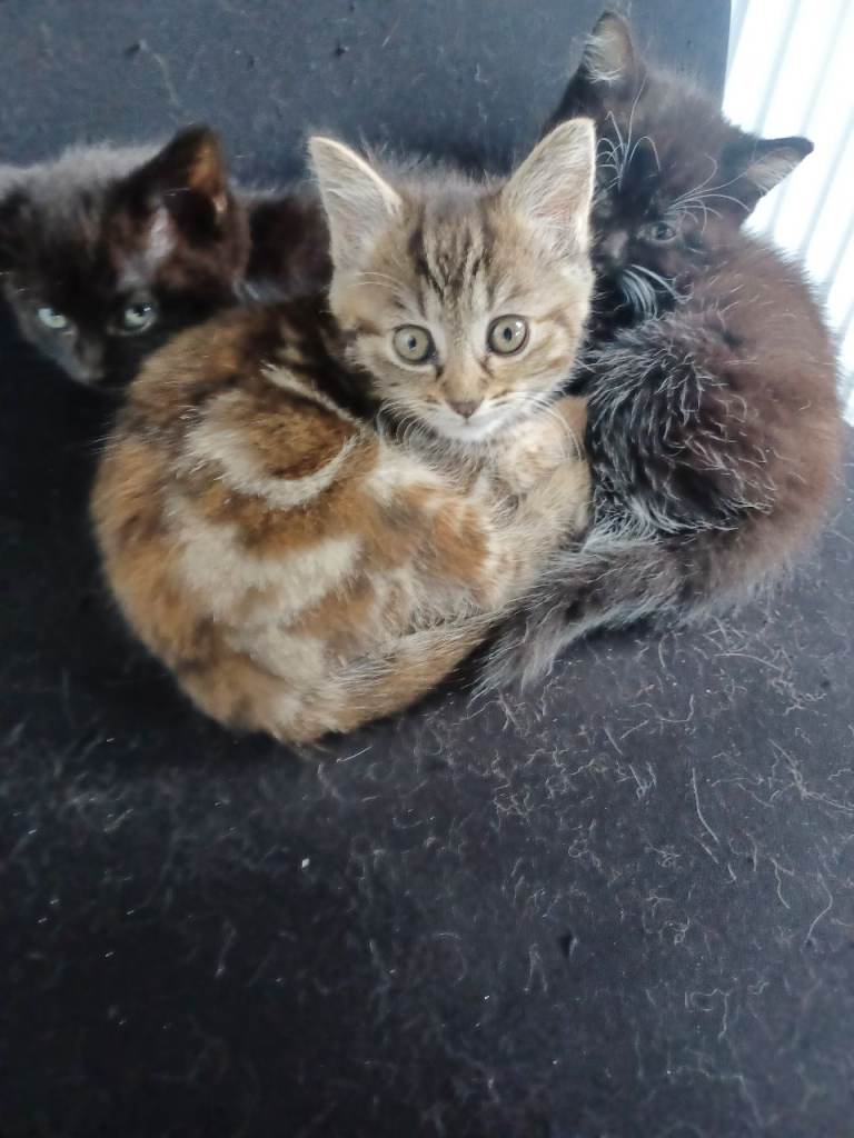 Kittens 