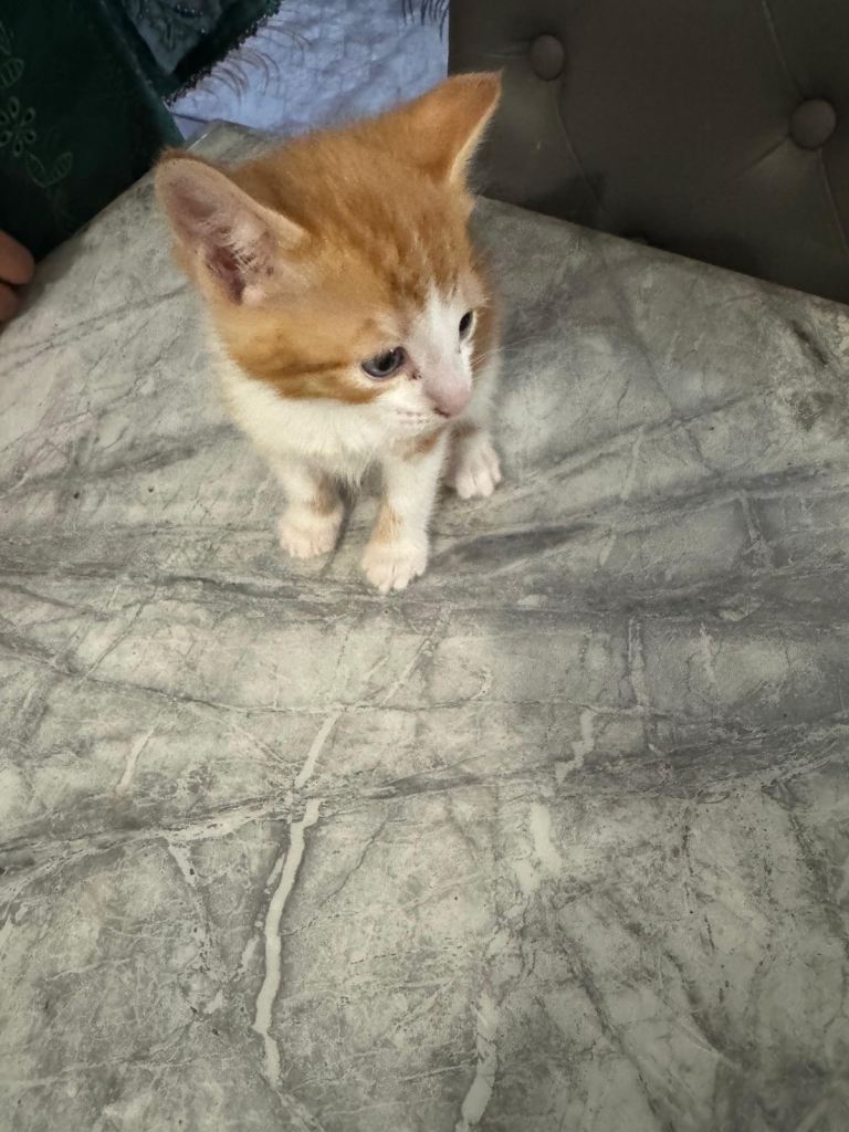 Kitten looking for a loving home